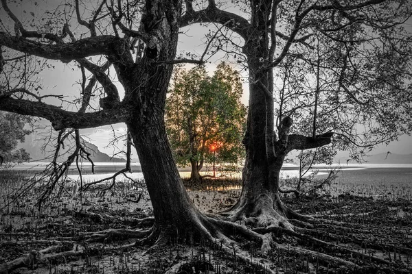 Énorme mangrove arbre au coucher du soleil — Photo