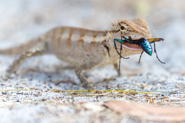 Lucertola mangiare una vespa colorata — Foto Stock