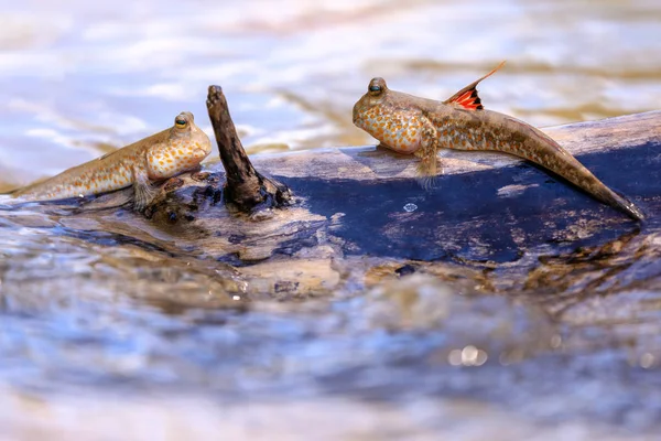 Mudskipper peixes de pé em um ramo — Fotografia de Stock