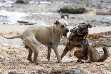 Vahşi köpekler oynamak ve mücadele