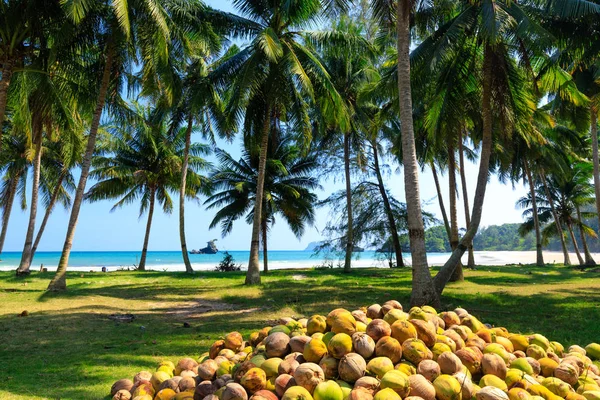 Raccolta del cocco in Thailandia — Foto Stock