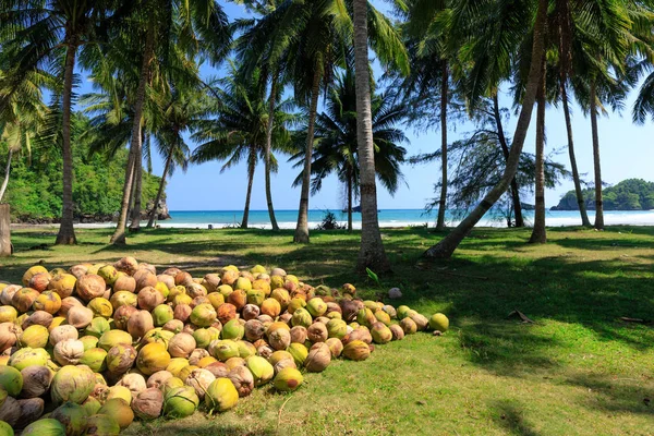 Zbieranie orzechów kokosowych w Tajlandii — Zdjęcie stockowe