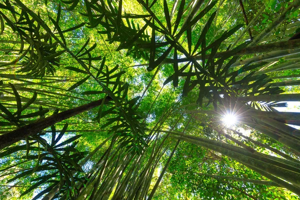 Forêt luxuriante de bambous — Photo