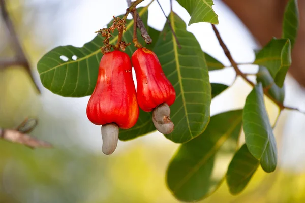 Cashew nut apple and seed — Stock Photo, Image