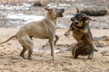 Vahşi köpekler oynamak ve mücadele