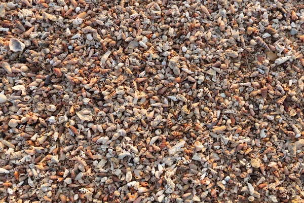 Shell sabbia sfondo — Foto Stock