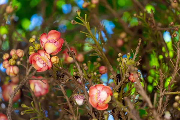 쇼어로부스타 꽃 — 스톡 사진