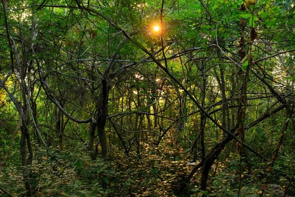 Coucher de soleil sur une forêt dense — Photo