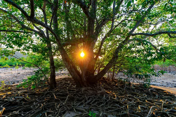 Tramonto dietro l'albero di mangrovie — Foto Stock