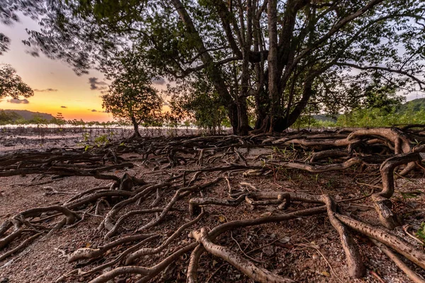 Arbre de mangrove énorme au crépuscule — Photo