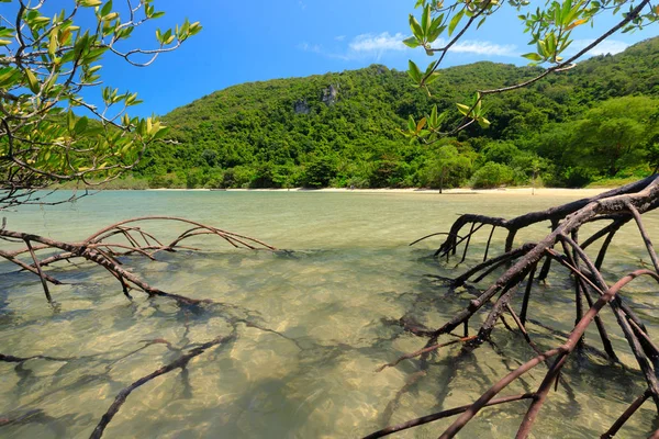 Mangrovie in acqua di mare — Foto Stock