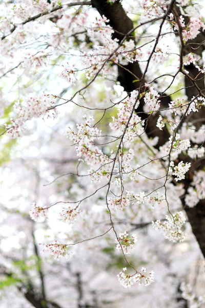 Японская вишня расцвела — стоковое фото