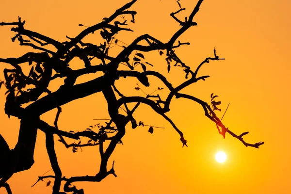 Rami d'albero sopra il tramonto — Foto Stock