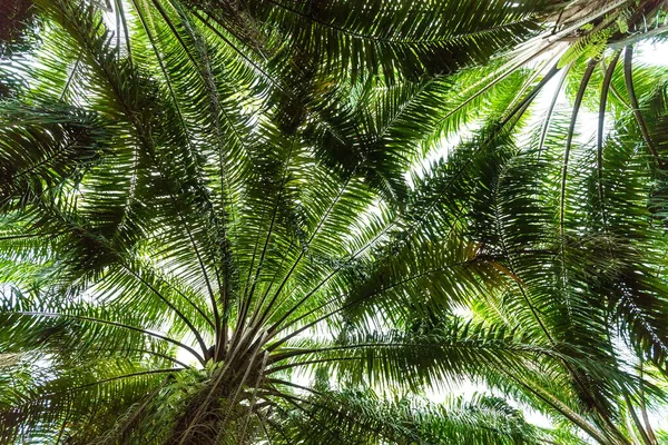 Plantation de palmiers à huile — Photo