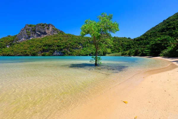 Alberi di mangrovie solitarie in mare — Foto Stock