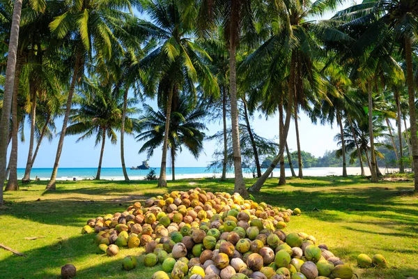 Colheita de coco na Tailândia — Fotografia de Stock