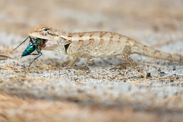 Lizard eating a colorful wasp — Stock Photo, Image