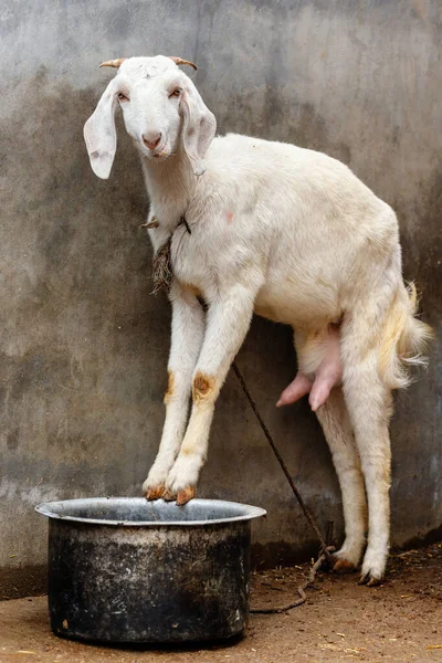White Indian goat standing — Stock Photo, Image