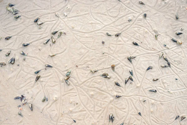 Χελώνα σαλιγκάρια στην άμμο — Φωτογραφία Αρχείου