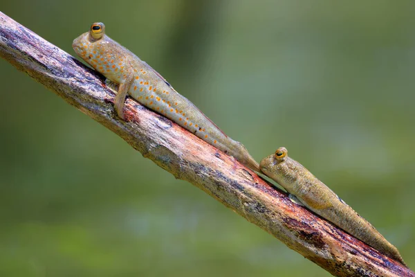 Ett par mudskeppare på en gren — Stockfoto