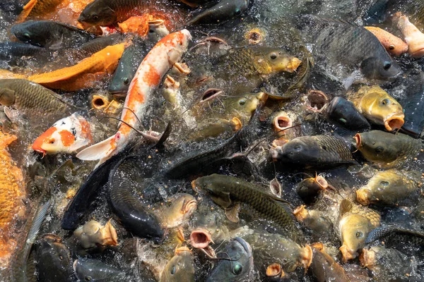 鯉やナマズの餌 — ストック写真
