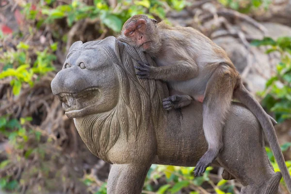 Macaco scimmia sdraiato sulla statua — Foto Stock