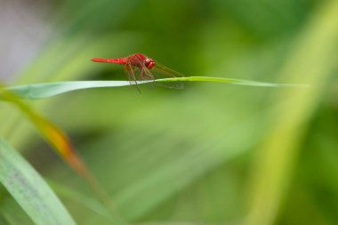 Kırmızı canlı yusufçuk