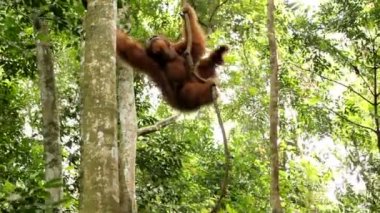 Vahşi ormanda yetişkin ve genç orangutanlar, Bukit Lawang, Sumatra, Endonezya