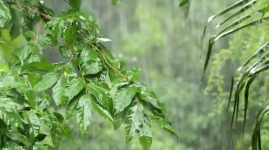 Asya yağmur ormanlarında tropik yağmur, Tayland