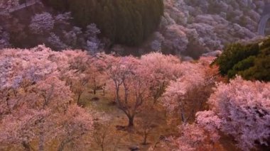 Japonya 'nın Nara eyaleti, Yoshino dağlarında çiçek açan kiraz ağaçları ile kaplı yükselen uçuş. Unesco Dünya Mirası