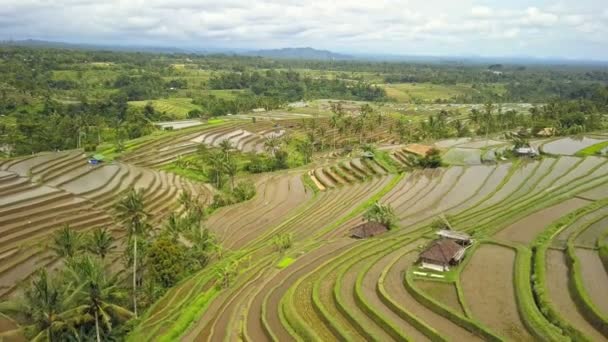 Vista Aérea Ricefield Terraços Jatiluwih Bali Patrimônio Mundial Unesco Indonésia — Vídeo de Stock