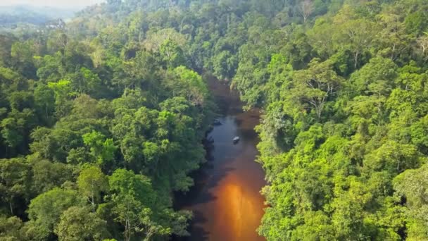 Penerbangan Udara Turun Atas Sungai Tahan Dan Hutan Hujan Tropis — Stok Video