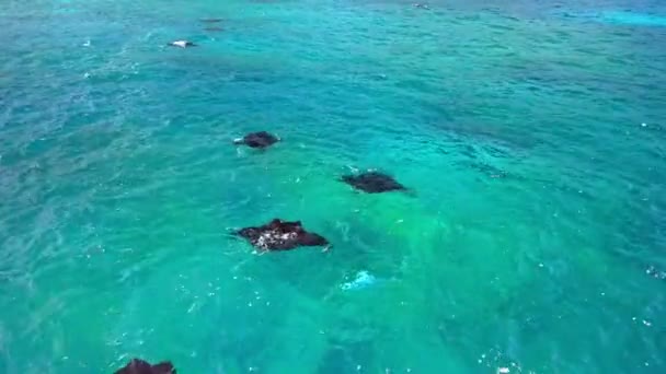 Veduta Aerea Del Gruppo Manta Rays Che Nuota Nell Isola — Video Stock