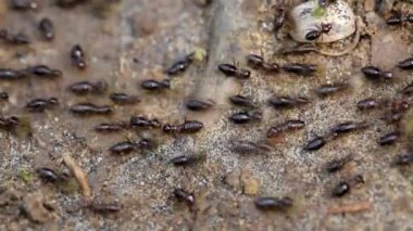 Yağmur ormanlarında koşan termitler, küçük odun parçaları taşıyorlar, Malezya