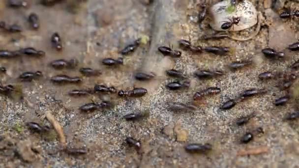 Termites courant sur le sol de la forêt tropicale, portant de petits morceaux de bois, Malaisie