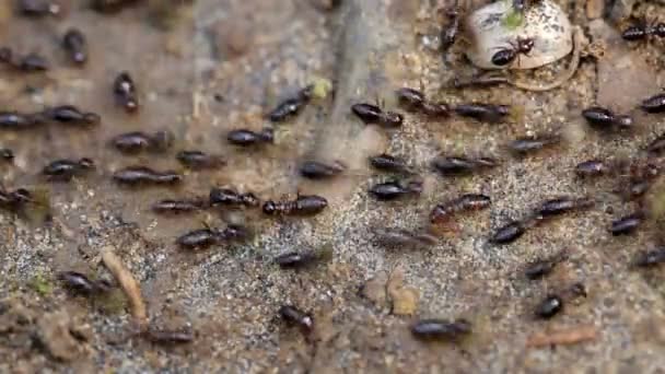 Termiten Laufen Auf Dem Boden Des Regenwaldes Und Tragen Kleine — Stockvideo