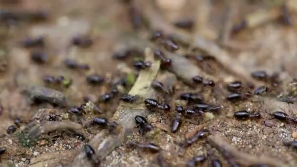 Termites courant sur le sol de la forêt tropicale, portant de petits morceaux de bois, Malaisie