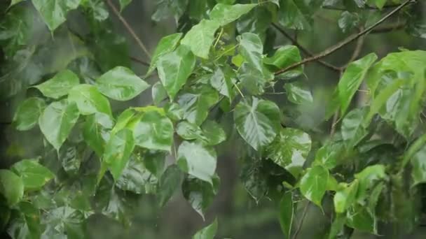 Zeitlupe Auf Schwerem Tropischen Regen Der Über Das Üppige Laub — Stockvideo