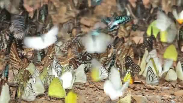 Kleurrijke Vlinders Verzamelen Zich Bodem Kaeng Krachan National Park Thailand — Stockvideo