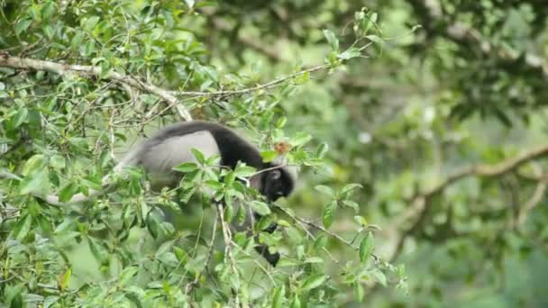 Dusky Leaf Monkey Eating Leaves Tropical Rainforest Kaeng Krachan National — Stock Video