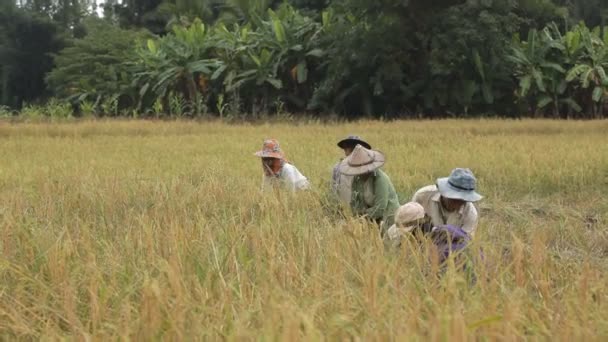 Οικογενειακοί Αγρότες Της Βιρμανίας Που Συλλέγουν Ρύζι Στο Mae Sot — Αρχείο Βίντεο
