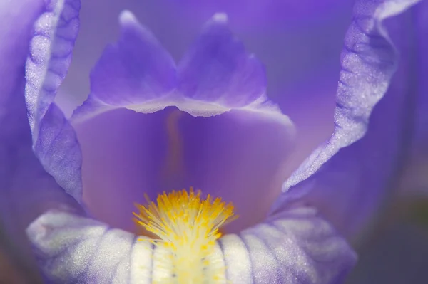 Blauwe Iris Dicht Macro Shot Bloem — Stockfoto