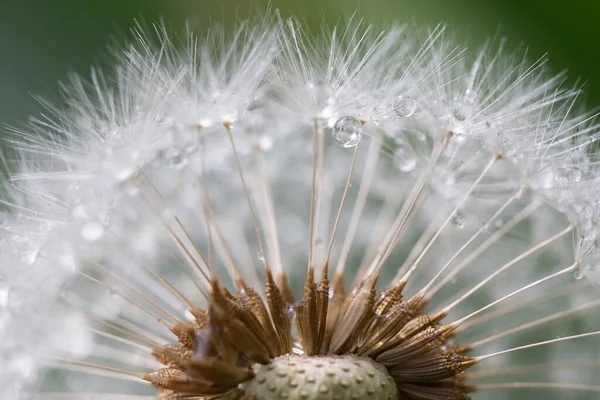 Primer Plano Semilla Diente León Con Gotas Rocío — Foto de Stock