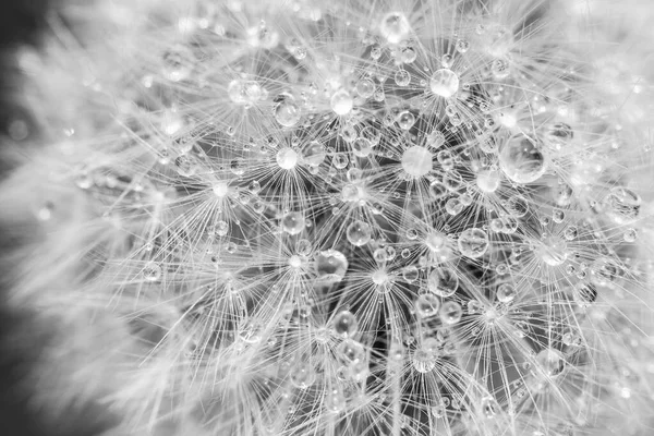 Black White Dandelion Head Seed Closeup Dew Drops — Stock Photo, Image