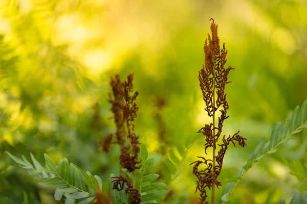 Osmunda Samambaia Esporangias Folhas Sob Uma Luz Solar Quente Primavera — Fotografia de Stock