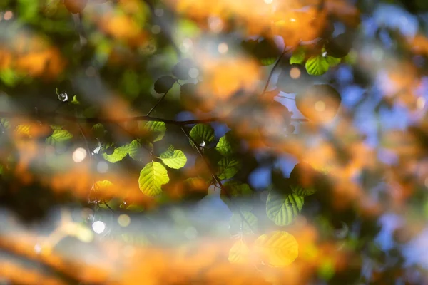 Alnus Laat Reflectie Water Achter Met Warm Lentezonlicht — Stockfoto