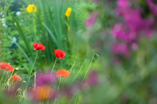 Kleurrijke Siertuin Met Klaprozen Gele Irissen Bougainvillea Bloemen Selectieve Aandacht — Stockfoto
