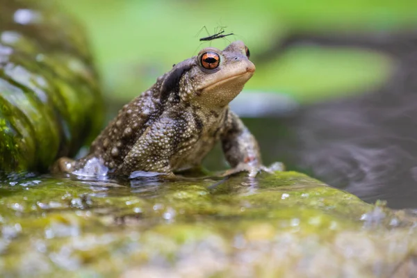 Sıradan Bir Erkek Kurbağa Bufo Bufo Bir Taşın Üzerinde Duruyor — Stok fotoğraf