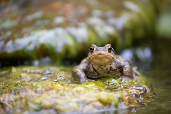 Sıradan Erkek Kurbağa Bufo Bufo Dişiyi Çağırmak Için Bir Taşın — Stok fotoğraf