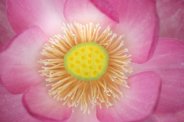 Heliga Lotus Blomma Huvud Närbild — Stockfoto